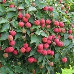 Chınese Dogwood Cornus Kousa Chinensis Samanyolu Kızılcık Ağacı Fidanı 130-200 cm