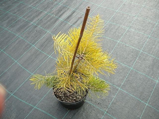 Abies Concolor Aurea 40-50 cm-Aşılı
