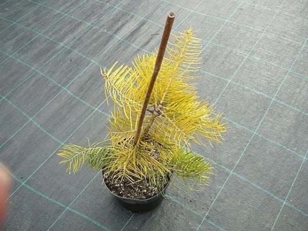 Abies Concolor Aurea 40-50 cm-Aşılı