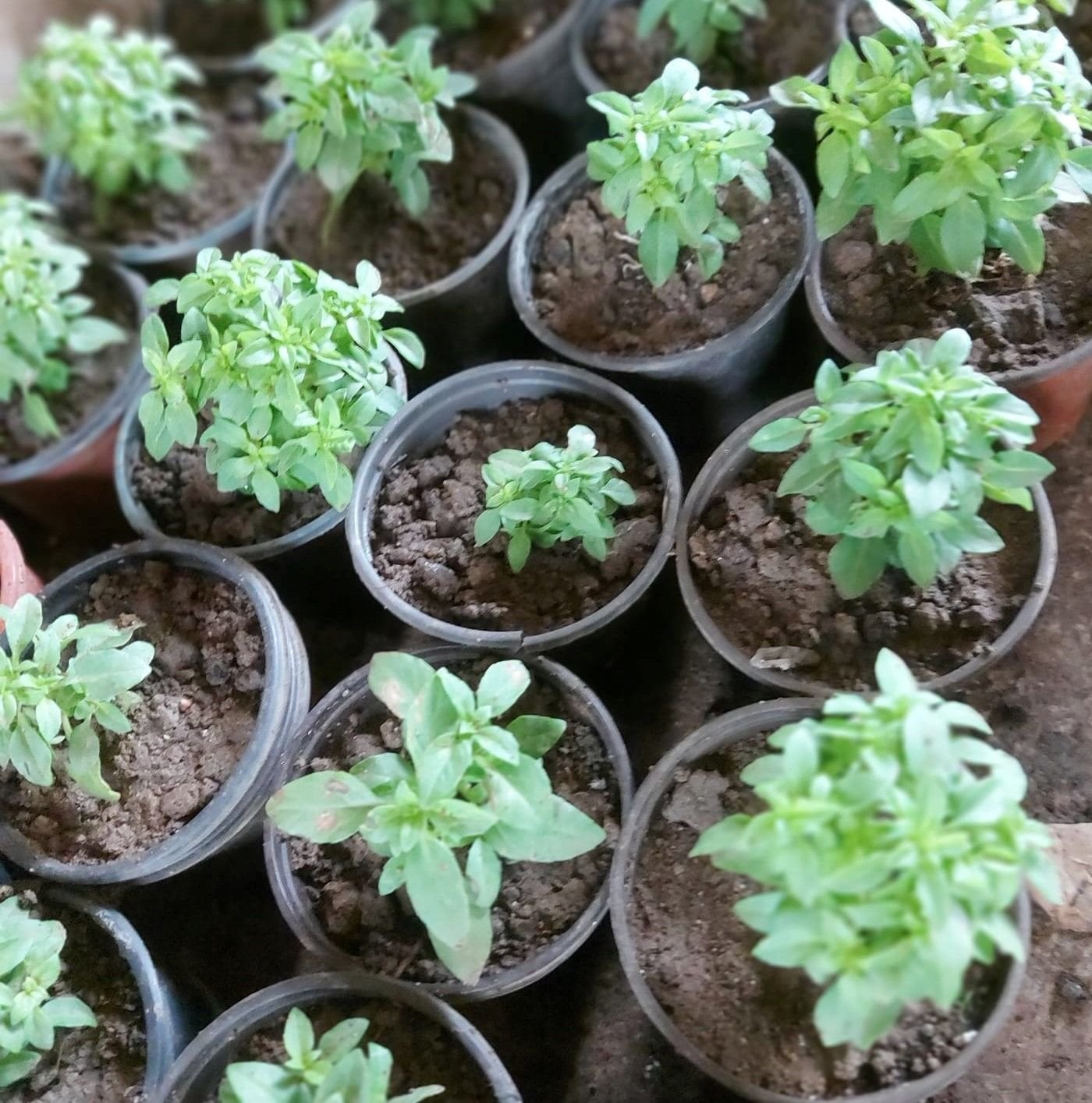 2 Adet Fesleğen Fidanı ( Saksıda )