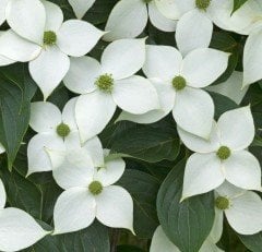 Chınese Dogwood Cornus Kousa Chinensis Samanyolu Kızılcık Ağacı Fidanı 130-200 cm