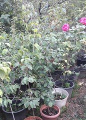 Chınese Dogwood Cornus Kousa Chinensis Samanyolu Kızılcık Ağacı Fidanı 130-200 cm