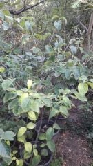 Chınese Dogwood Cornus Kousa Chinensis Samanyolu Kızılcık Ağacı Fidanı 130-200 cm