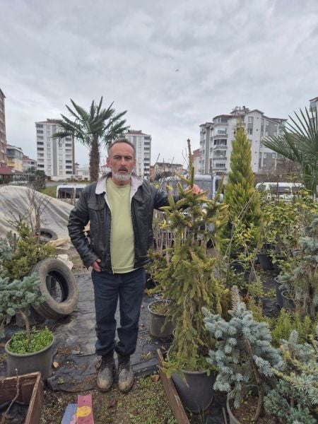Picea abies 'Aurea' Sarı Yapraklı Altın Norveç Ladini 170 cm