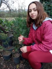 Ruscus Aculeatus Tavşan kirazı Fidanı-Yılbaşı Çiçeği -Kokina