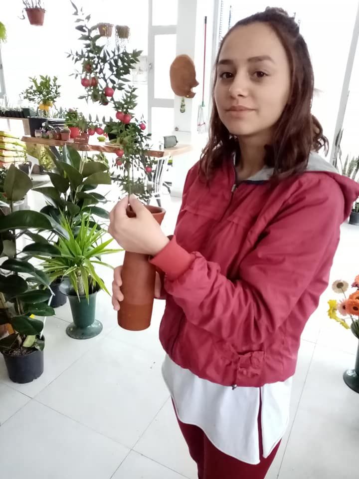 Ruscus Aculeatus Tavşan kirazı Fidanı-Yılbaşı Çiçeği -Kokina