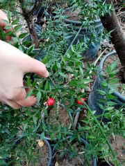 Ruscus Aculeatus Tavşan kirazı Fidanı-Yılbaşı Çiçeği -Kokina