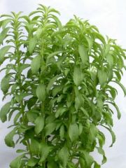 Stevia ( Şeker Otu) Fidanı