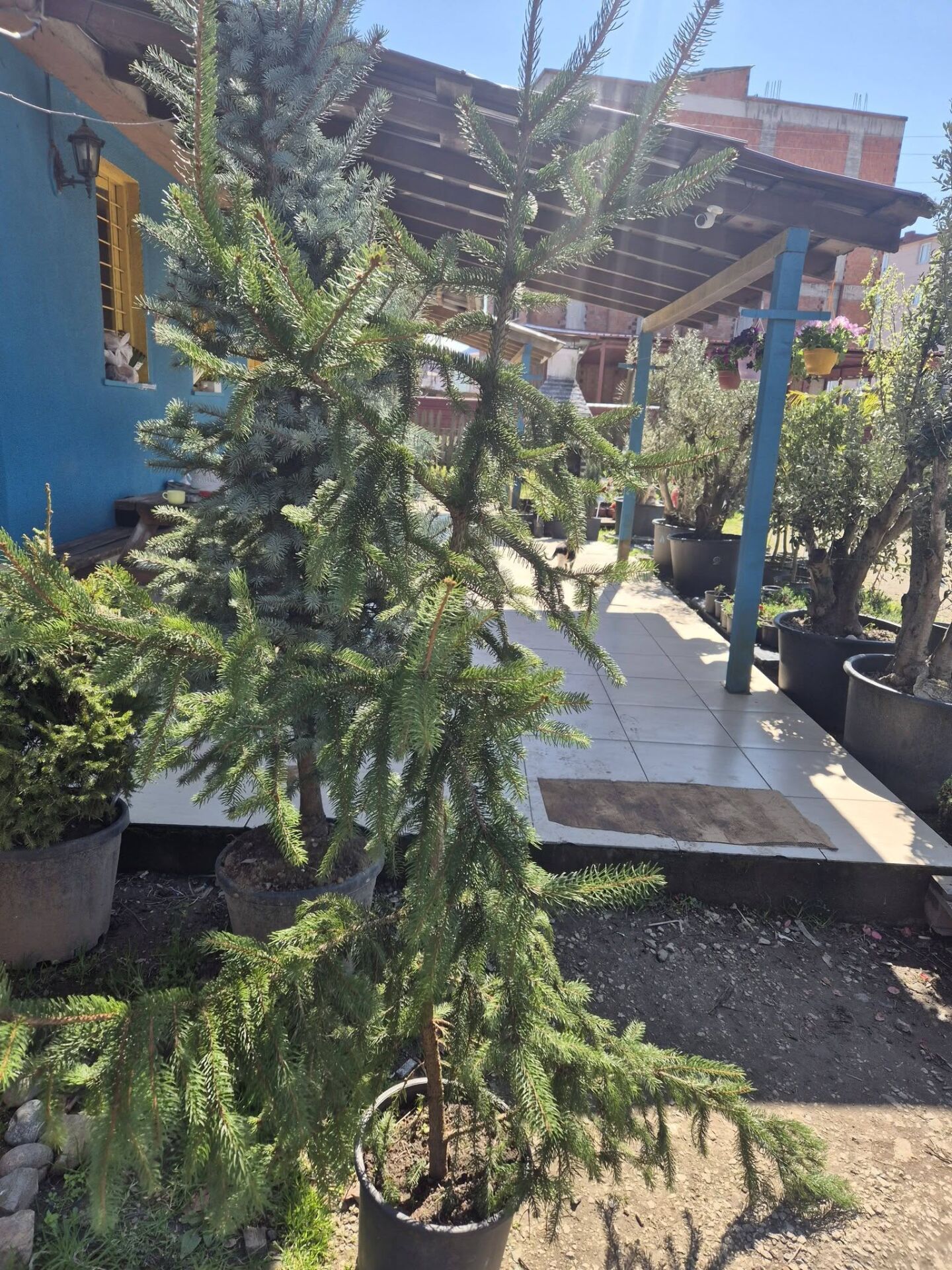 Picea abies 'Aurea' Sarı Yapraklı Altın Norveç Ladini 180 cm