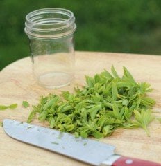 Stevia ( Şeker Otu) Fidanı