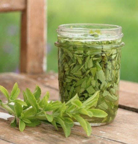 Stevia ( Şeker Otu) Fidanı