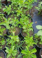 Stevia ( Şeker Otu) Fidanı
