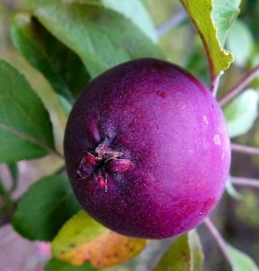 Ordu Kenti Mor Yıldız Elma Fidanı