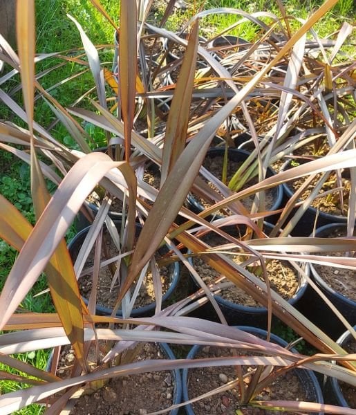 Phormium tenax Atropurpureum- 80-120 cm- Saksıda-Bordo Yeni Zelanda Keteni