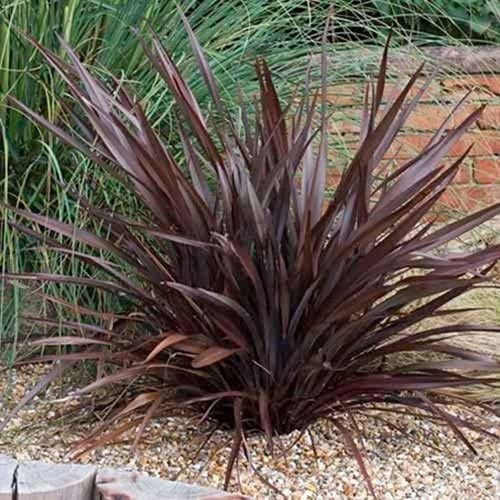 Phormium tenax Atropurpureum- 80-120 cm- Saksıda-Bordo Yeni Zelanda Keteni