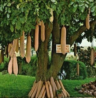 Kigelia Pinnata ( Sosis Ağacı) 50-60 cm