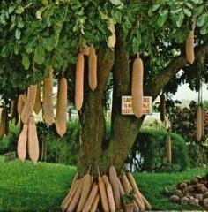 Kigelia Pinnata ( Sosis Ağacı) 50-60 cm