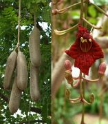 Kigelia Pinnata ( Sosis Ağacı) 50-60 cm