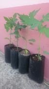 Papaya Fidanı 20 cm