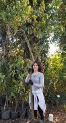 Süs Şeftalisi Fidanı Beyaz Çiçekli Boy 350 cm-Gövde Çapı 16-18 cm