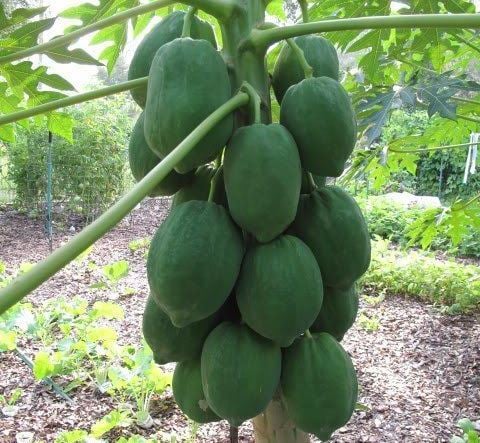 Papaya Fidanı 20 cm