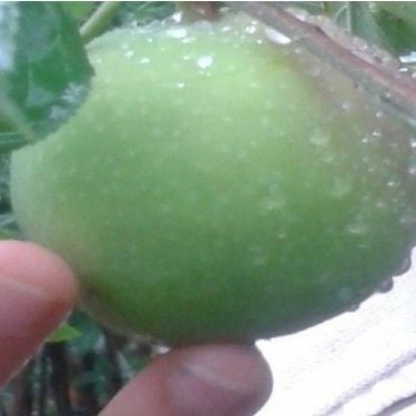 Pamuk Elma Fidanı 5 Yaş-Gövde Çevresi 6-10 cm