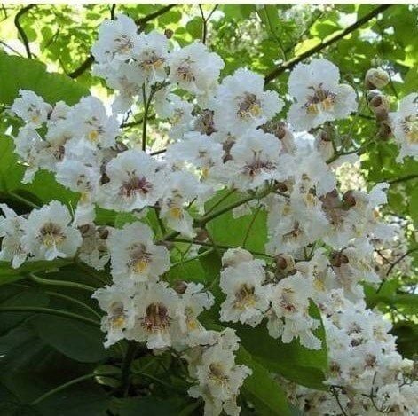 Katalpa Fidanı (Catalpa Bignonioides) 250 cm-10 Yaş