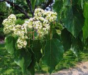 Japon Kuru Üzüm Ağacı (Hovenia Dulcis) 2 Yaş-20-40 cm