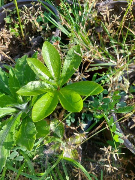 Helleborus Oriantalilis Beyaz Katlı Çilli Noel Gülü Fidanı 10 cm
