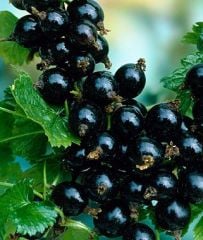 Ribes Jostaberry ( Josta Üzümü) Fidanı
