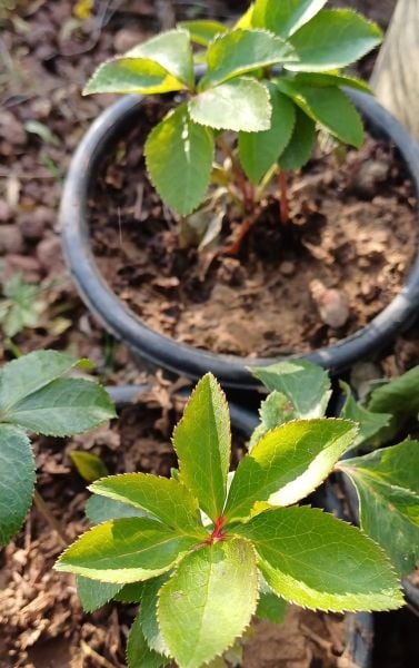 Helleborus Oriantalilis Yalınkat-Bordo-Koyu Pembe  Noel Gülü Fidanı