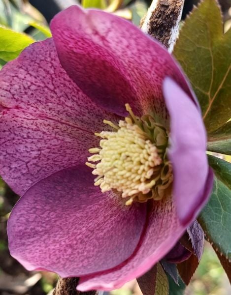 Helleborus Oriantalilis Yalınkat-Bordo-Koyu Pembe  Noel Gülü Fidanı-Anaç Bitki Açık Kök