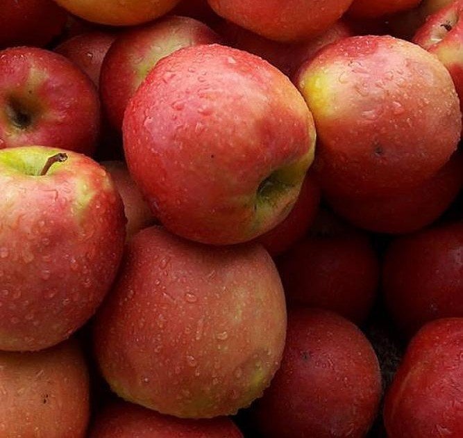 Laz Elması Fidanı 150-200 cm-Tüplü