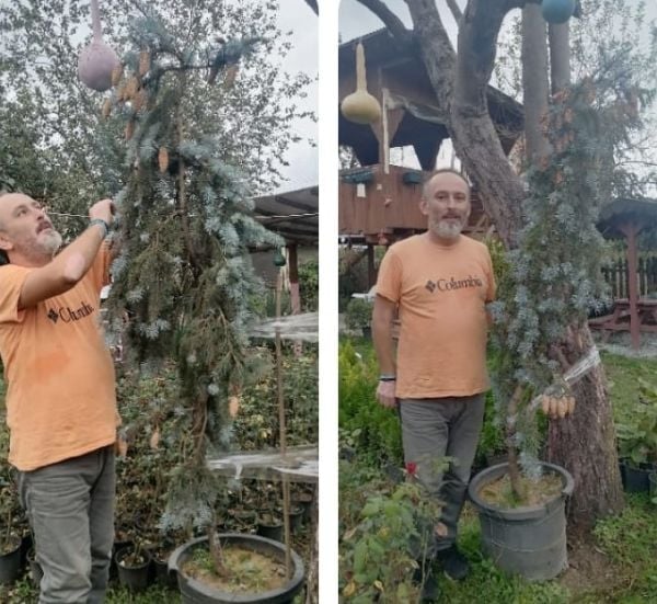 Picea Pungens Hoopsii Aşılı Mavi Ladin Fidanı 200-230 cm