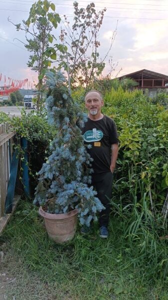 Picea Pungens Hoopsii Aşılı Mavi Ladin Fidanı 180 cm