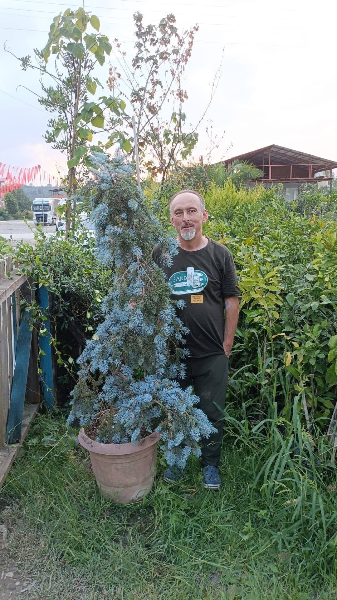 Picea Pungens Hoopsii Aşılı Mavi Ladin Fidanı 180 cm