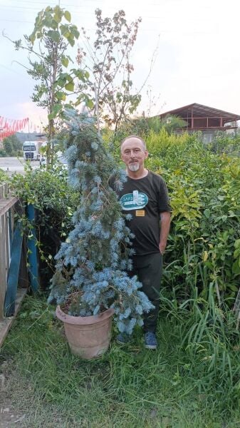 Picea Pungens Hoopsii Aşılı Mavi Ladin Fidanı 180 cm
