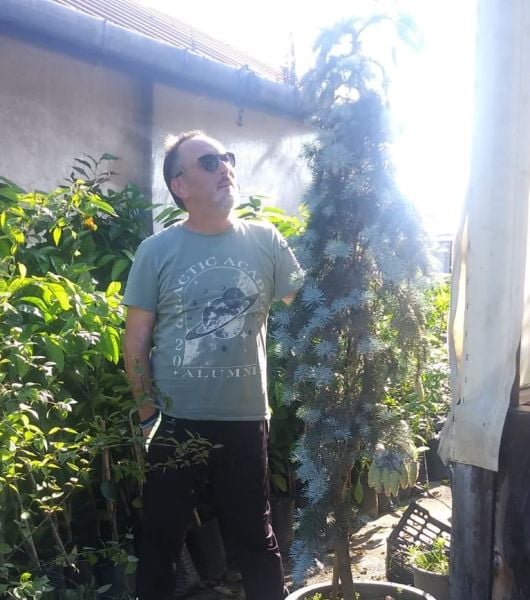 Picea Pungens Hoopsii Aşılı Mavi Ladin Fidanı 200-230 cm