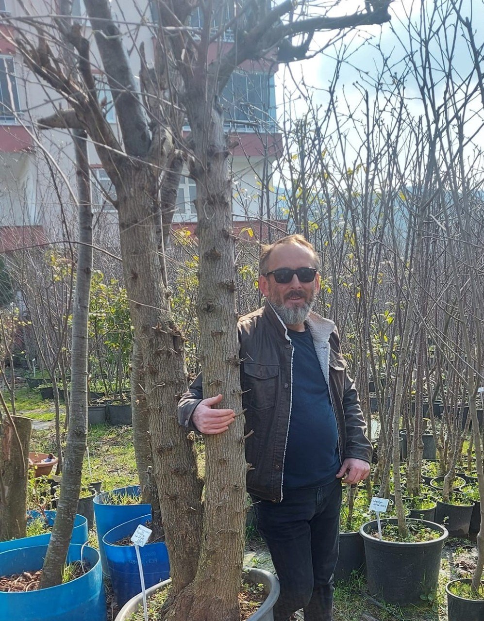 Yediveren Avustralya Kara Dut Fidanı 20 Yaş-250 cm Gövde Çevresi 50-54 cm