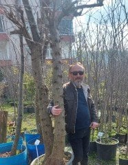 Yediveren Avustralya Kara Dut Fidanı 20 Yaş-250 cm Gövde Çevresi 50-54 cm