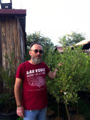 Alacalı Kalamondin Fidanı-170 cm-Anaç Fidan