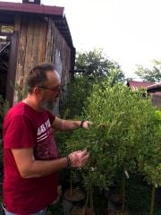 Alacalı Kalamondin Fidanı-170 cm-Anaç Fidan