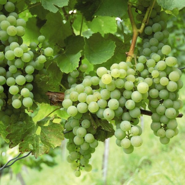 Vitis Phoenix Üzüm Fidanı