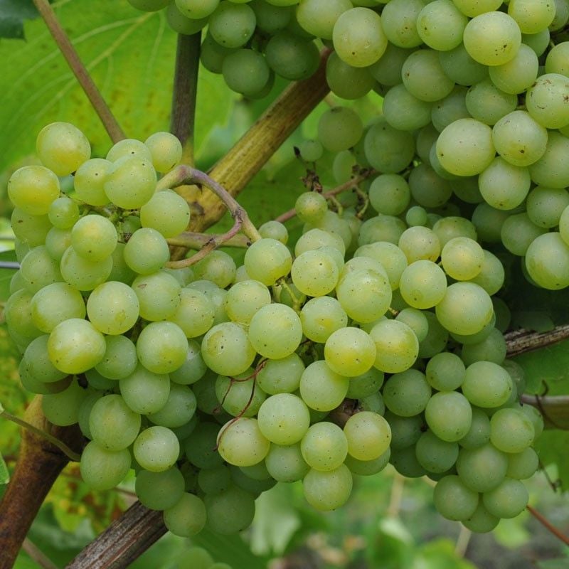 Vitis Phoenix Üzüm Fidanı