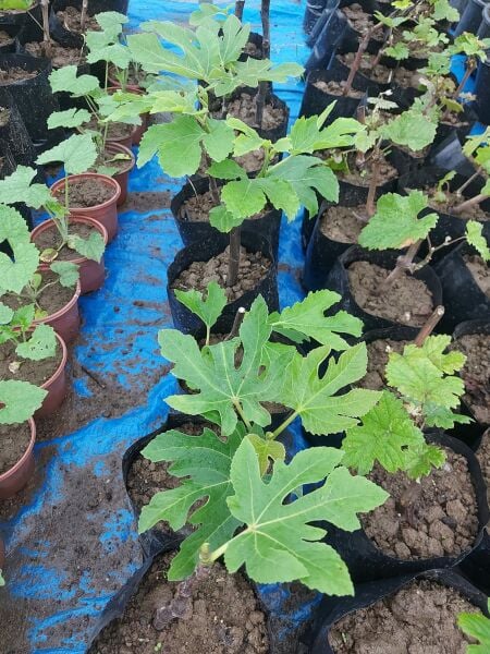 Ficus carica 'Brown Turkey'