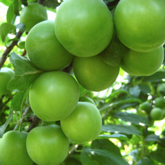 Erik ( Papaz Eriği) Fidanı 6-7 Yaş-220-250 cm-Gövde Çevresi 10-14 cm