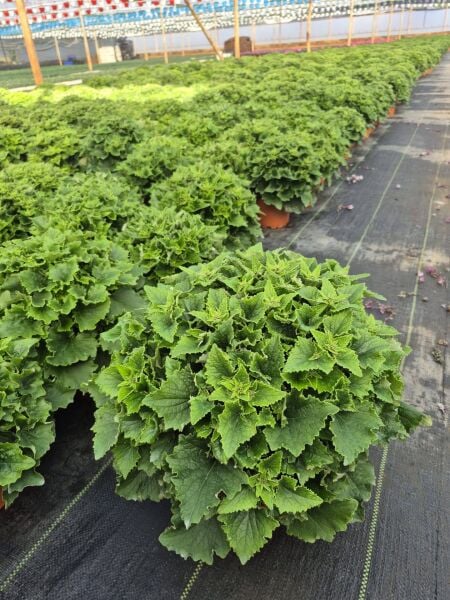 Sinerelya Sindirella Çiçeği Cineraria