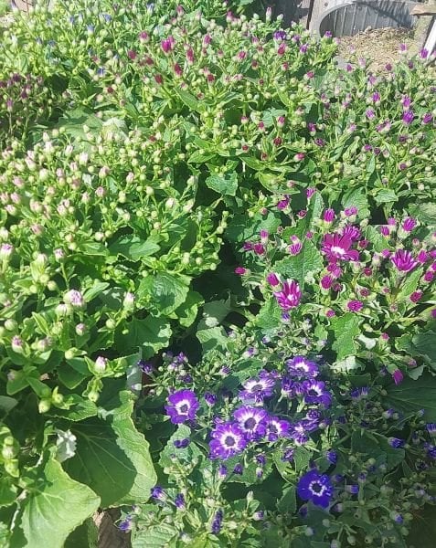 Sinerelya Sindirella Çiçeği Cineraria