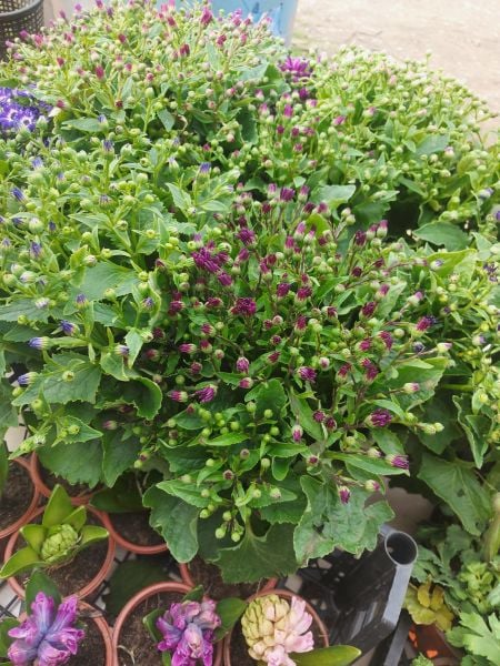 Sinerelya Sindirella Çiçeği Cineraria