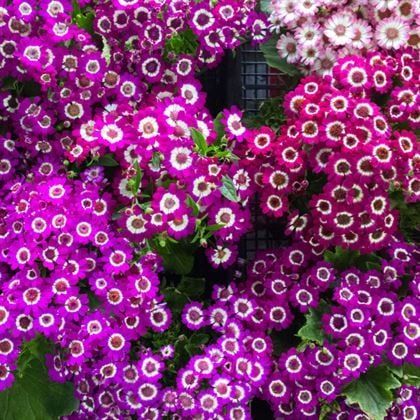 Sinerelya Sindirella Çiçeği Cineraria
